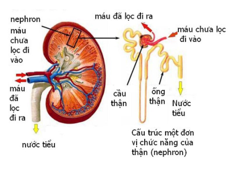 đái tháo đường dẫn đến bệnh thận 